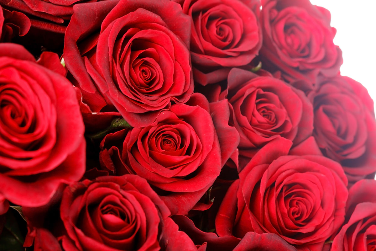 Blumenstrauß rote Rosen Kassel